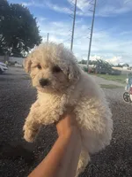 Cooper, a male Poodle - Toy  for sale in Orlando, FL – 1 of 2