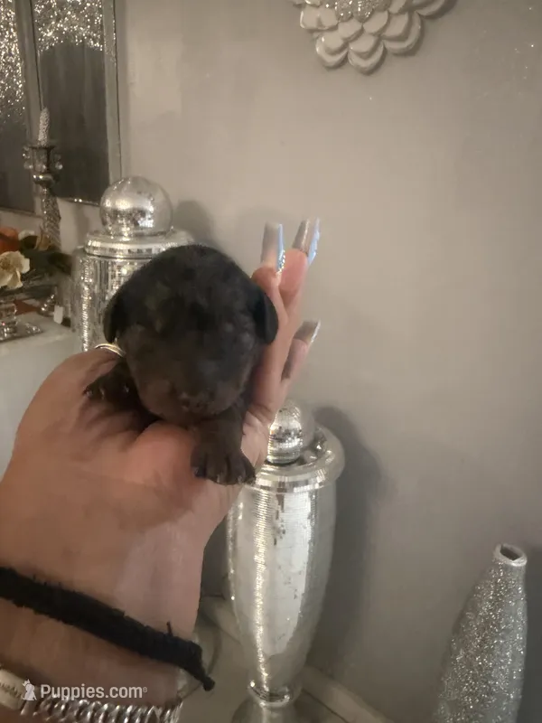 Toy goldendoodle Females – Goldendoodle puppy for sale in Orlando, FL