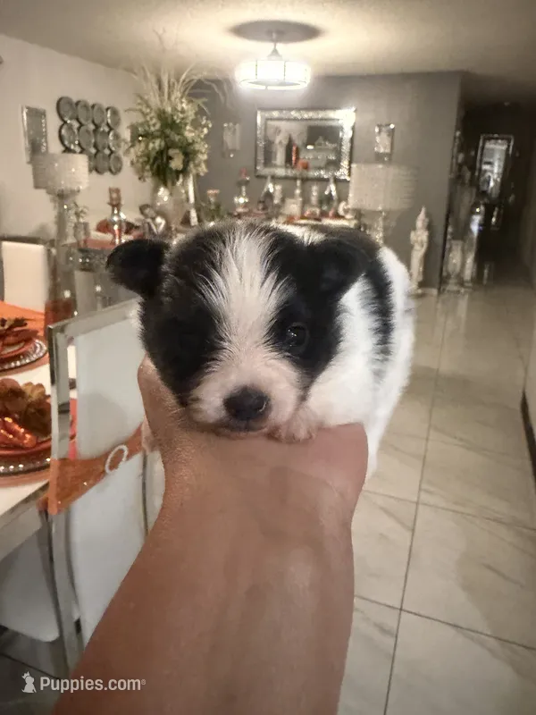 Junior – Pomeranian puppy for sale in Orlando, FL
