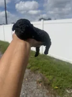 Rocky, a male Poodle - Toy  for sale in Orlando, FL – 2 of 3