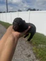 Lexie, a female Poodle - Toy  for sale in Orlando, FL – 2 of 3