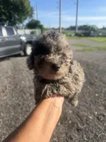 Jack, a male Poodle - Toy  for sale in Orlando, FL – 3 of 3
