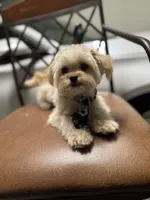 Lenny , a male Maltipoo for sale in Orlando, FL – Photo 3 of 3