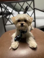 Lenny , a male Maltipoo for sale in Orlando, FL – Photo 2 of 3