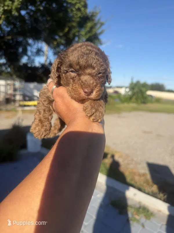 Otis – Poodle - Toy  puppy for sale in Orlando, FL