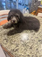 Duke, a male Poodle - Toy  for sale in Orlando, FL – 2 of 3