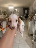 Comet, a male Miniature Dachshund for sale in Orlando, FL – 3 of 4