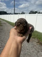 Otis, a male Poodle - Toy  for sale in Orlando, FL – 1 of 3