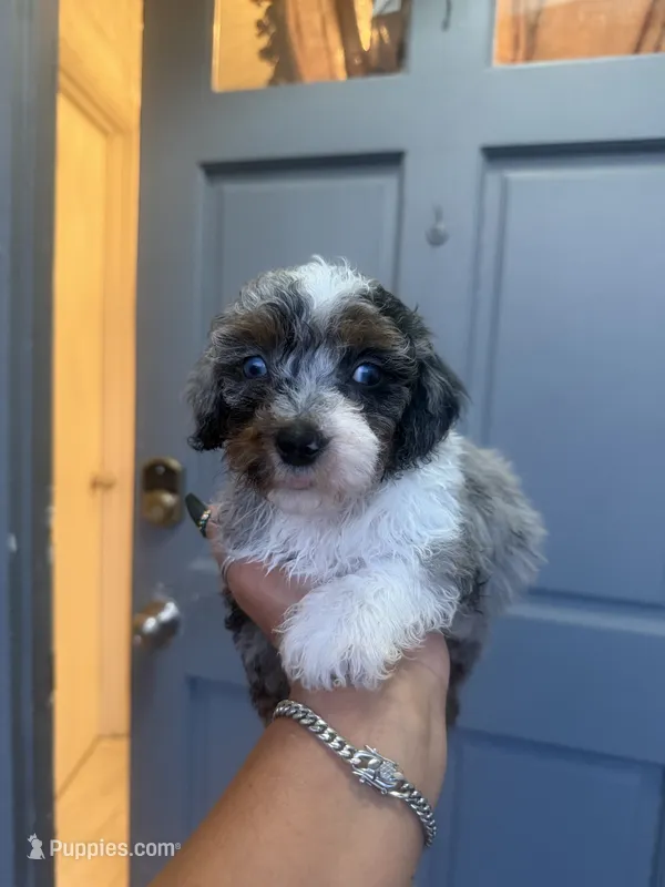 Mickey  - Toy Goldendoodle – Goldendoodle puppy for sale in Orlando, FL