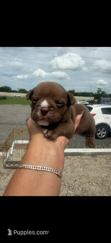 Buster - Micro Bully/Nano – American Pit Bull Terrier puppy for sale in Orlando, FL