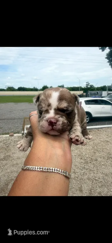 Rosy - Micro Bully/Nano – American Pit Bull Terrier puppy for sale in Orlando, FL