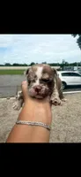 Rosy - Micro Bully/Nano, a female American Pit Bull Terrier for sale in Orlando, FL – 1 of 1