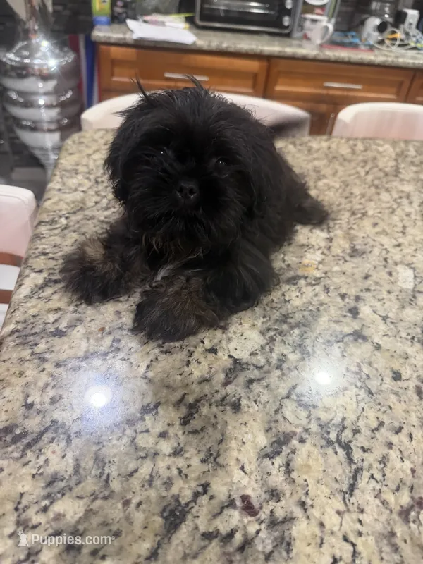 Pearl - Imperial  – Shih Tzu puppy for sale in Orlando, FL