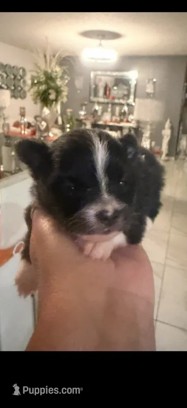 Louie  – Pomeranian puppy for sale in Orlando, FL