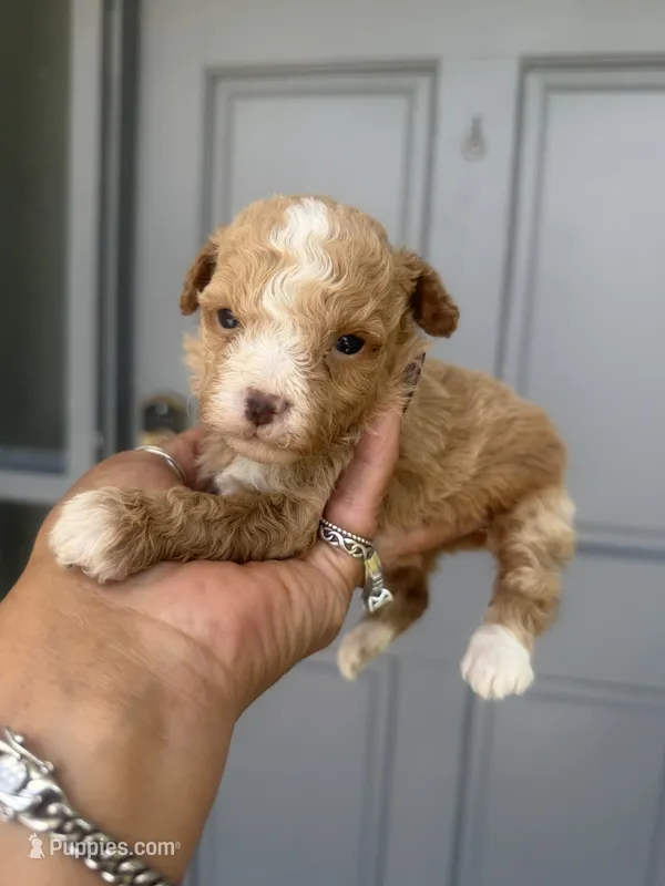 Tina – Poodle - Toy  puppy for sale in Orlando, FL