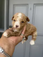 Tina, a female Poodle - Toy  for sale in Orlando, FL – 1 of 1