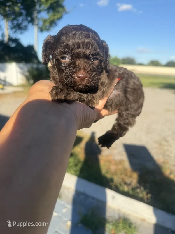 Lexie – Poodle - Toy  puppy for sale in Orlando, FL