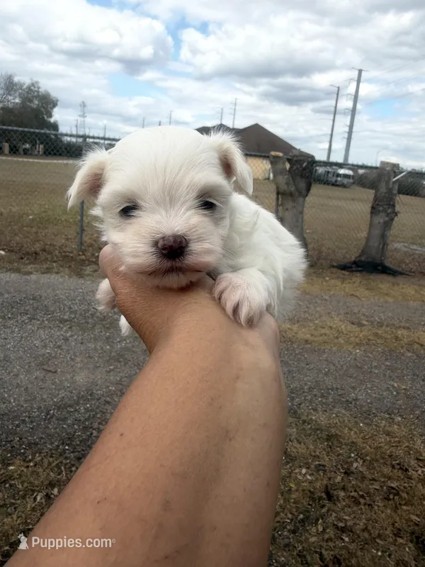 Timmie, a male Maltese for sale in Orlando, FL – Photo 1 of 3