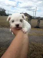Timmie, a male Maltese for sale in Orlando, FL – Photo 1 of 3