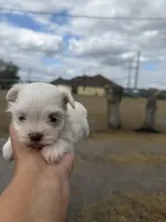 Timmie, a male Maltese for sale in Orlando, FL – Photo 2 of 3
