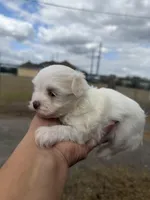 Timmie, a male Maltese for sale in Orlando, FL – Photo 3 of 3