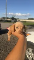 Hazel, a female Miniature Dachshund for sale in Orlando, FL – 2 of 2