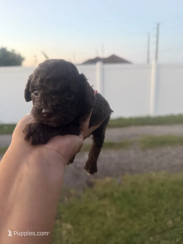 Enzo - pure chocolate - AKC papers  – Poodle - Toy  puppy for sale in Orlando, FL