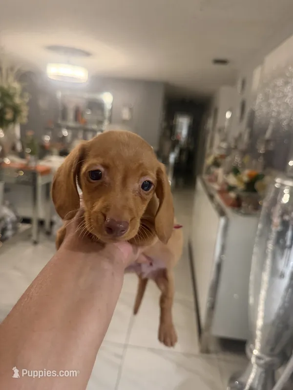 Banjo – Miniature Dachshund puppy for sale in Orlando, FL