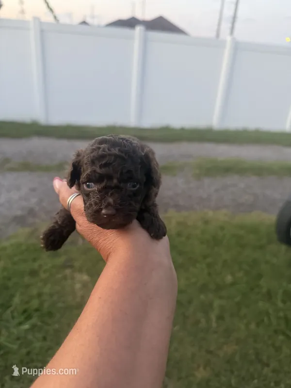 Mable - pure chocolate - AKC Papers – Poodle - Toy  puppy for sale in Orlando, FL