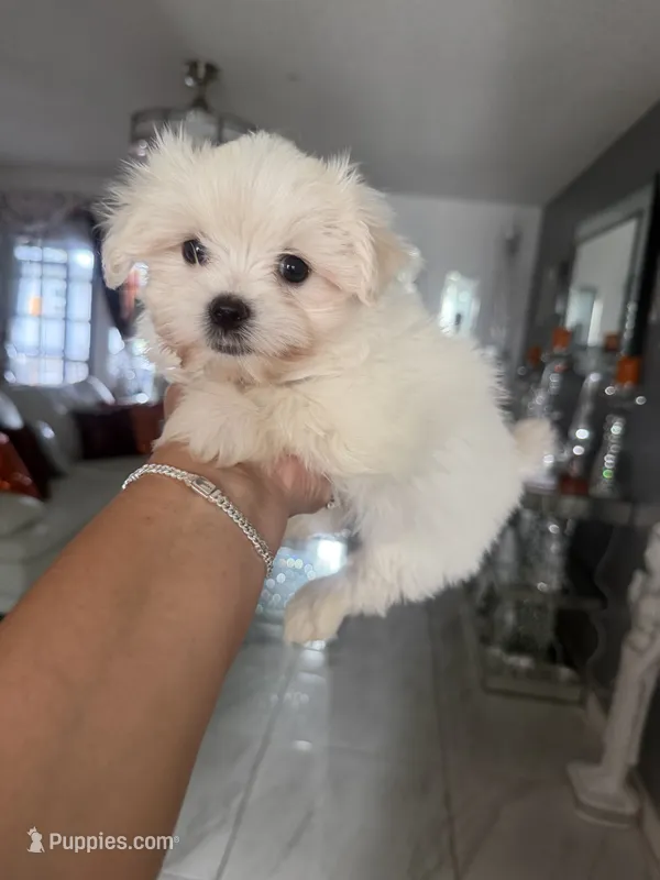 Jules – Maltese puppy for sale in Orlando, FL