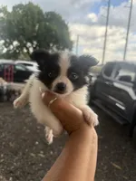 Louie , a male Pomeranian for sale in Orlando, FL – 3 of 3