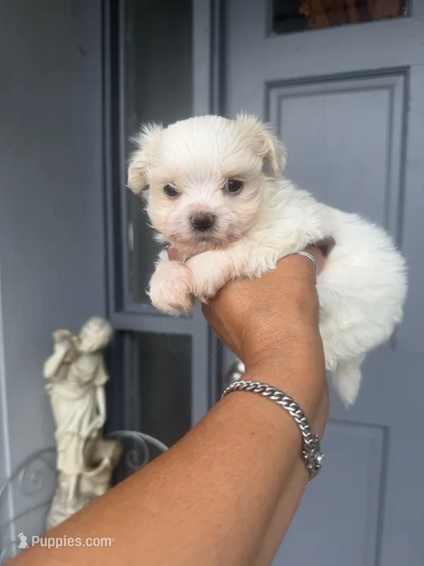 Charlie  – Maltese puppy for sale in Orlando, FL