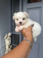 Charlie , a male Maltese for sale in Orlando, FL – 1 of 2
