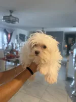 Tommy, a male Maltese for sale in Orlando, FL – 2 of 2