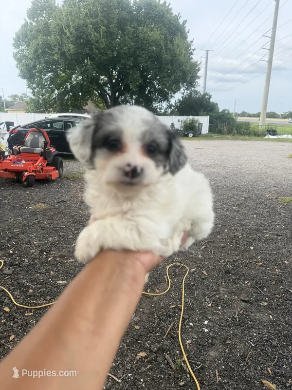 Mia – Yorkipoo puppy for sale in Orlando, FL