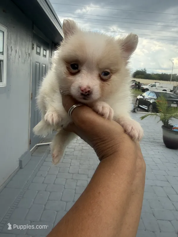 Max – Pomeranian puppy for sale in Orlando, FL