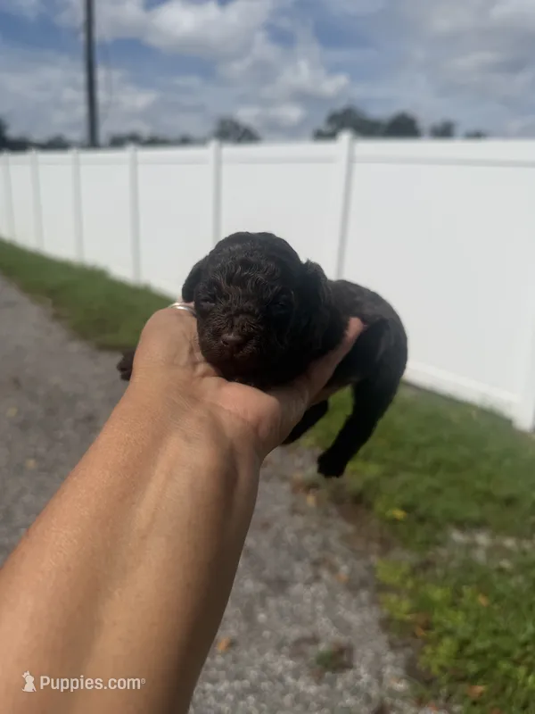Lexie – Poodle - Toy  puppy for sale in Orlando, FL