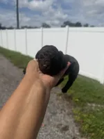 Lexie, a female Poodle - Toy  for sale in Orlando, FL – 1 of 3