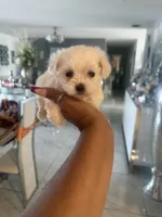Penny, a female Maltese for sale in Orlando, FL – 2 of 2