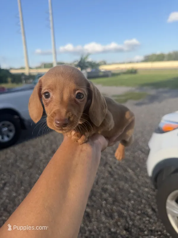Freya – Miniature Dachshund puppy for sale in Orlando, FL