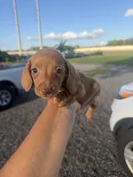 Freya, a female Miniature Dachshund for sale in Orlando, FL – 1 of 3