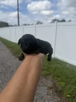 Rocky, a male Poodle - Toy  for sale in Orlando, FL – 3 of 3