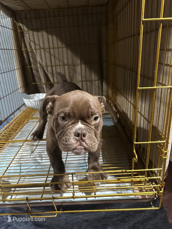 Buster - Micro Bully/Nano – American Pit Bull Terrier puppy for sale in Orlando, FL