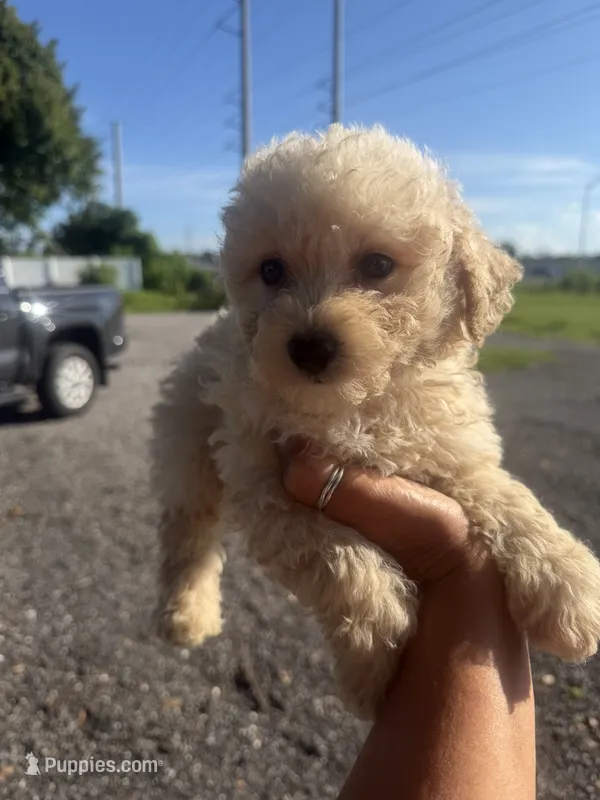 Buddy  – Poodle - Toy  puppy for sale in Orlando, FL