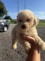 Buddy , a male Poodle - Toy  for sale in Orlando, FL – 1 of 3
