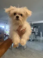 Pip, a male Maltese for sale in Orlando, FL – 1 of 2