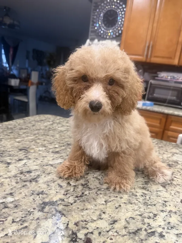 Trip - Toy Goldendoodle – Goldendoodle puppy for sale in Orlando, FL