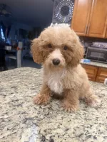 Trip - Toy Goldendoodle, a male Goldendoodle for sale in Orlando, FL – 1 of 1