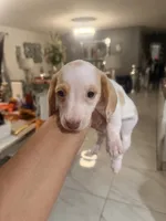 Comet, a male Miniature Dachshund for sale in Orlando, FL – 2 of 4
