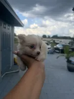 Sonny , a male Pomeranian for sale in Orlando, FL – 2 of 4